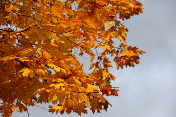 Golden autumn season, orange leaves on a maple tree in sunny day