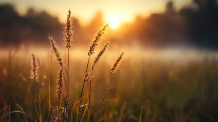 Fototapeta premium Clusters of tall grass bask in the glow of early morning light, providing a peaceful and uplifting scene of natural beauty and quiet reflection in the landscape.