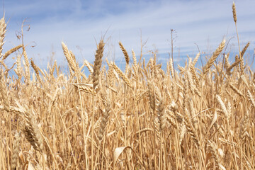 ripe ears of wheat large field