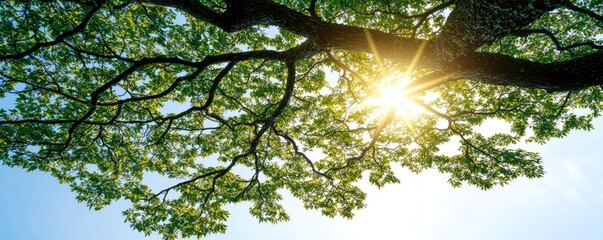 Fototapeta premium Sunlight shining through lush green tree leaves against a clear blue sky.