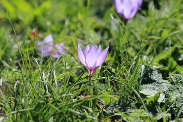 Delicate purple flowers of Crocus pallasii close-up
