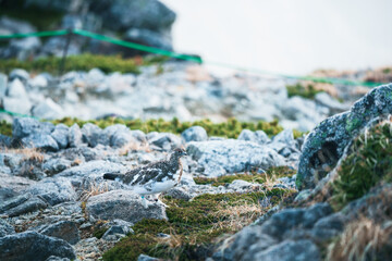木曽駒ヶ岳の雷鳥