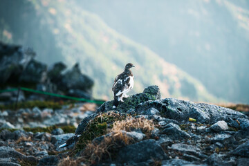 木曽駒ヶ岳の雷鳥