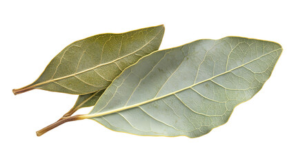 Obraz premium Bay leaf isolated on white background