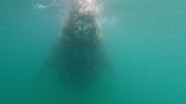 Front view of a Gray whale - Eschrichtius robustus in Baja california Sur, Mexico