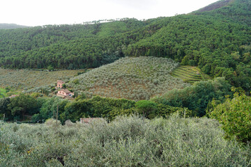 Olive groves in Tuscany near the town of Buti.