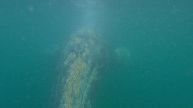 gray whale - Eschrichtius robustus  passing below a boat in Baja California Sur and blowing to the camera, in Mexico