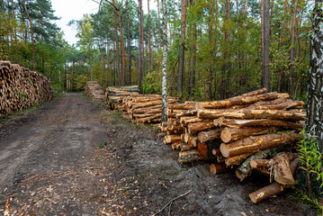 Cut logs lying in a pile at a dirt road in the woods on an autumn day.