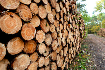 Cut logs lying in a pile at a dirt road in the woods on an autumn day.