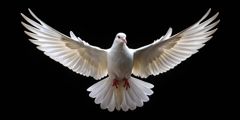 Obraz premium Majestic white dove soaring in the sky