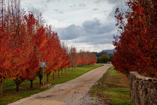 Acer trees with vibrant red leaves in autumn lining rural driveway