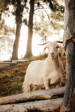 White goat in hillside paddock on cold foggy morning