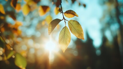Bright sunlight gently filters through the lush green leaves of a tree, creating a serene and peaceful forest environment that evokes tranquility and nature.