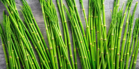 Medicinal plant field horsetail stems on surface