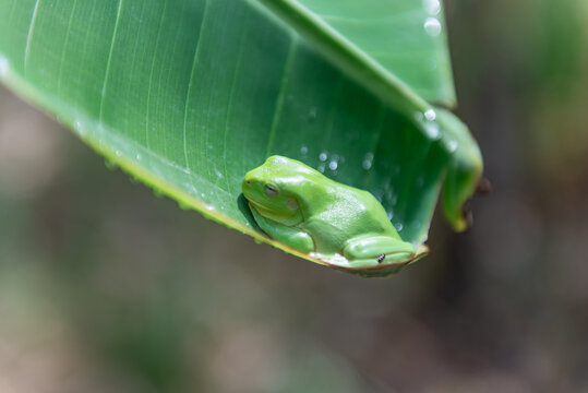 A small green frog perched under a large, curved green banana leaf.