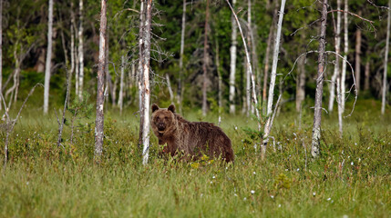 Yearling brown bear cubs in Finland © Stephen