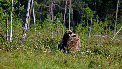 Yearling brown bear cubs in Finland © Stephen