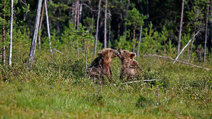 Yearling brown bear cubs in Finland