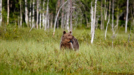 Yearling brown bear cubs in Finland
