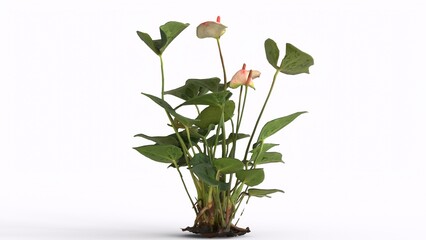 anthurium tree with white background