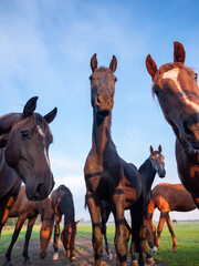 young brown horses in dutch meadow near utrecht in holland in warm morning light