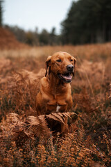 Brown dog sitting in ferns, autumn woodland pet scene