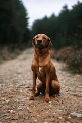 Brown dog, cute pet in a woodland forest setting