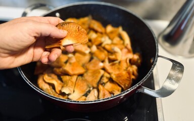 Woman cooking mushrooms. Lactarius deliciosus.