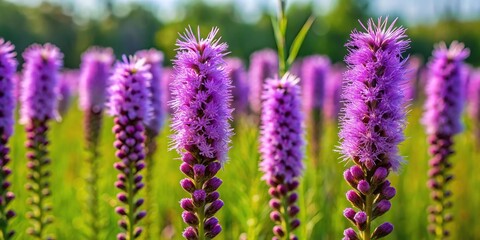 Obraz premium Medium shot of Prairie Blazing Star growing in Native Plant Garden in July