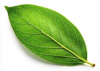 Obraz premium Isolated Laurel Leaf on White Background