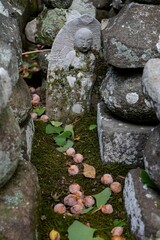 鎌倉2410　杉本寺4　銀杏