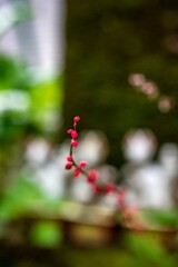 鎌倉2410　佐助稲荷神社6　ミズヒキ