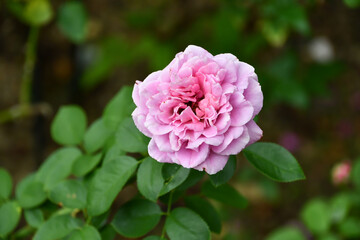 バラ「クレール・マーシャル」