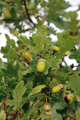 Closeup of Acorns in Autumn, Suffolk England
