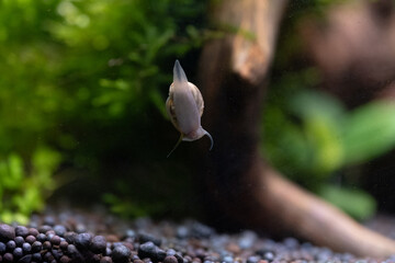 Closeup snail crawling on glass of an aquarium against background green plants.