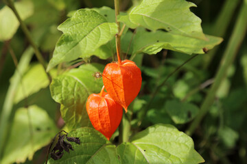 Macro image of two Chinese Lantern calyces, Suffolk England
