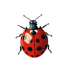 ladybird illustration