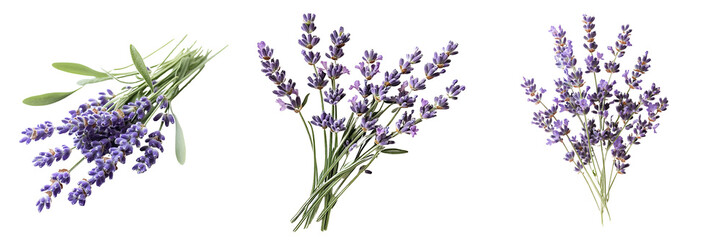 Naklejka premium Set of a small bundle of lavender flowers with soft purple hues isolated on transparent background