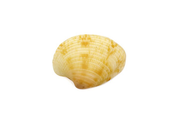 Beautiful Sea shell photograph isolated on a white background, Common empty cockle shells, Shell isolated on white background, sea shell of common cockle, clam mollusk shell, scallop design element