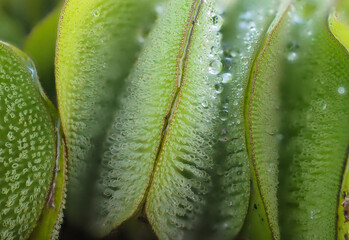 Salvinia cucullata weed in the river