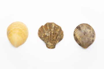 Beautiful Sea shell photograph isolated on a white background, Common empty cockle shells, Shell isolated on white background, sea shell of common cockle, clam mollusk shell, scallop design element