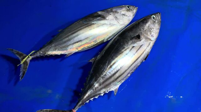 shipjack tuna fish on the market
