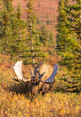 Bull Alaska Yukon Moose in Autumn in Denali National Park Alaska