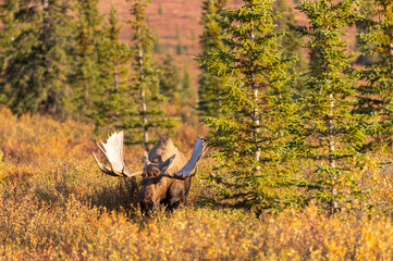 Bull Alaska Yukon Moose in Autumn in Denali National Park Alaska
