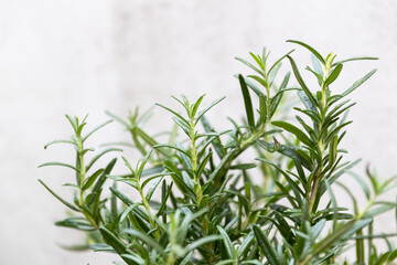 Fototapeta premium A close-up of fresh green rosemary sprigs against a soft gray background, perfect for culinary or botanical themes.