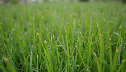 Fototapeta premium Vibrant green grass in a field closeup