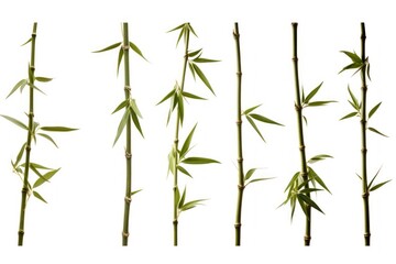 Obraz premium Bamboo plant white background freshness.