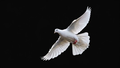 Obraz premium 白い鳩（dove on black background） 
