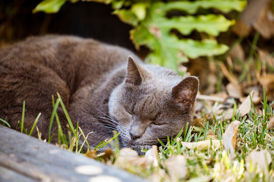 British Short Hair breed cat asleep on the grass in the sunshine