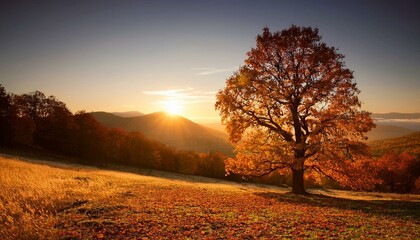 Fototapeta premium autumn sunset with golden leaves and a majestic tree
